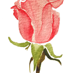 Mindful Self-Compassion Workshop